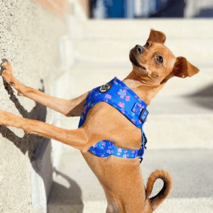 Arnés hawaii: accesorios para perros