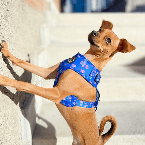 Arnés hawaii: accesorios para perros