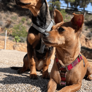 Accesorios para tu perro