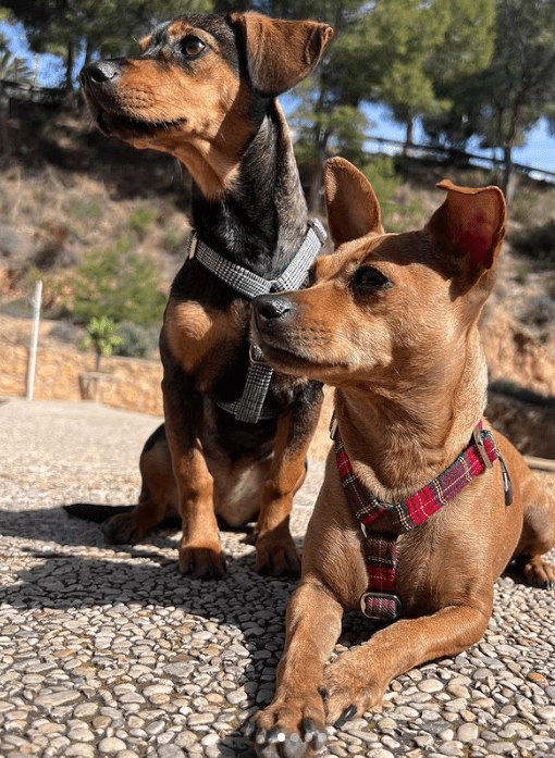 Accesorios para tu perro