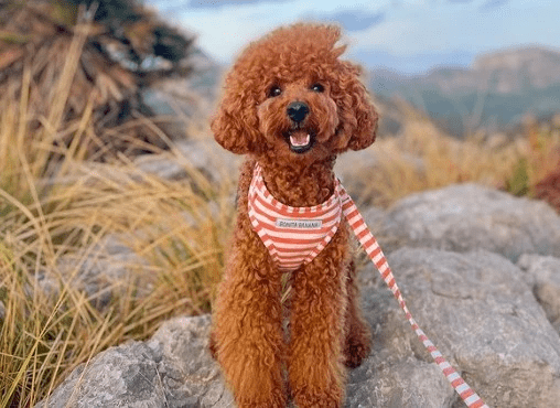 Accesorios para perros