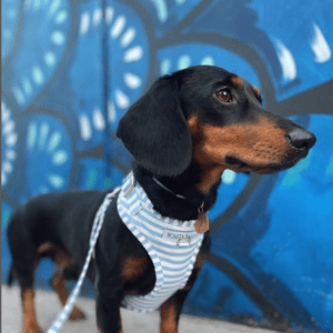Accesorios para tu perro