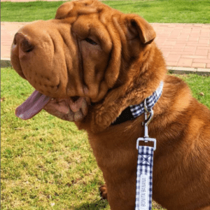 perro 1