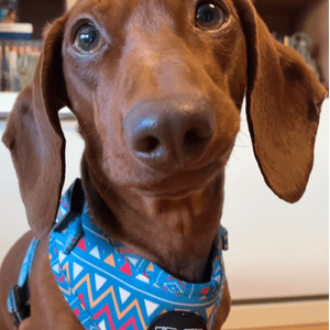 perro salchicha bonita banana