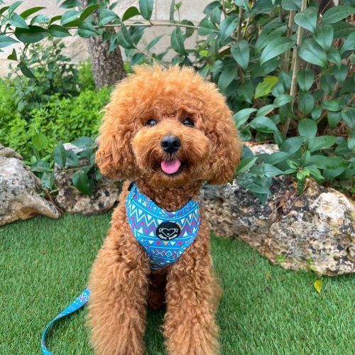 Accesorios para perros: arneses ajustables