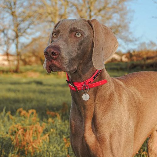 Accesorios para perros: collares impermeables