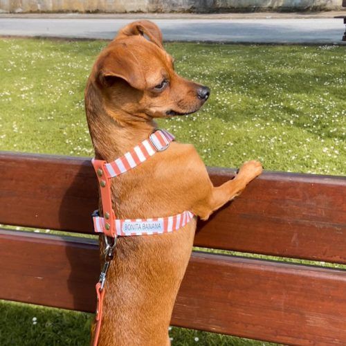 Accesorios para perros: arnés combi